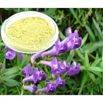 Scutellaria extract powder for cosmetics